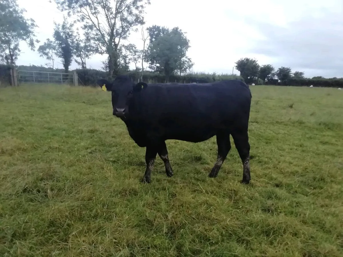 4 Bulling Heifers - Image 3