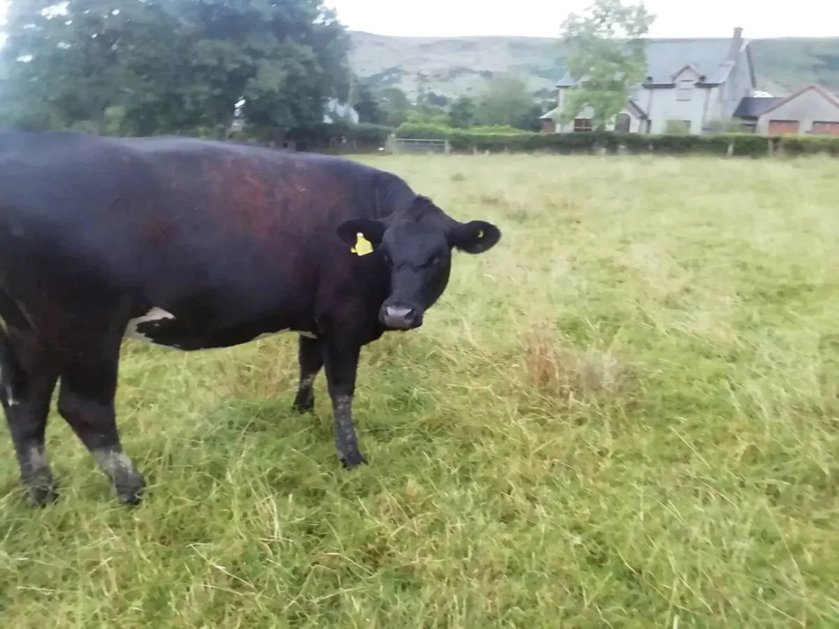 4 Bulling Heifers - Image 4