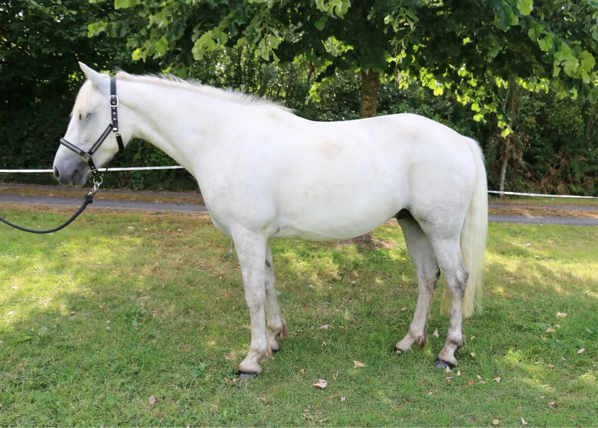 Beautiful 148cm, 4 yrs old Connemara gelding - Image 1