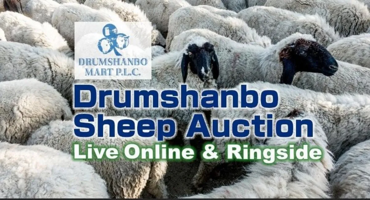 Thursday Sheep Sale DRUMSHANBO MART - Image 1