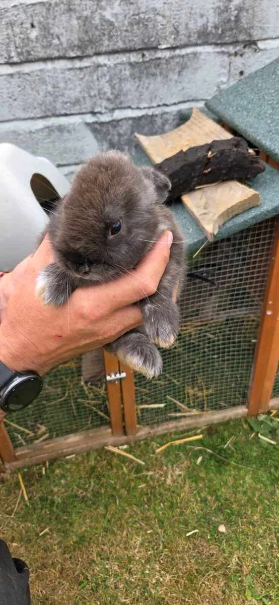 Rabbits - Image 2