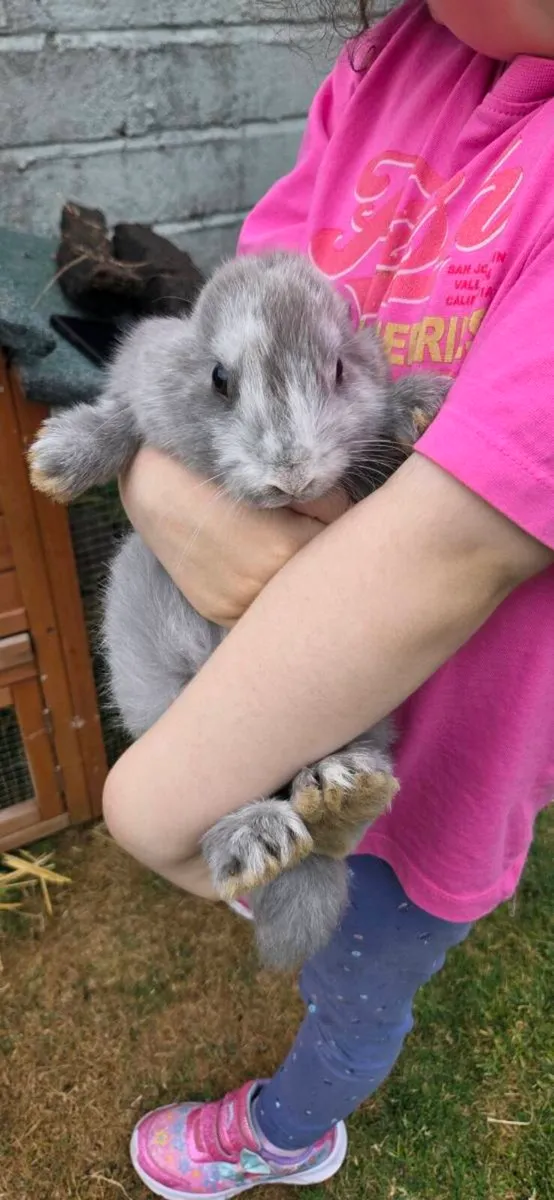 Rabbits - Image 3