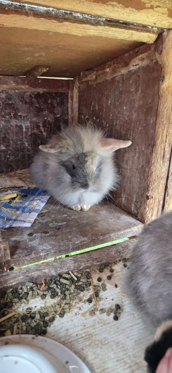 Rabbits - Image 1