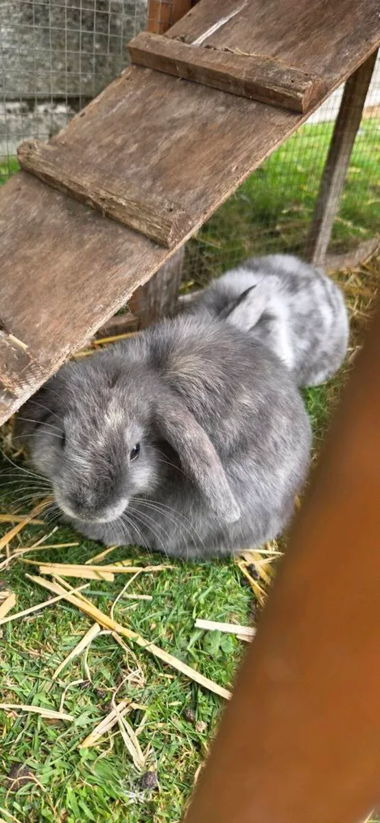 Rabbits - Image 4