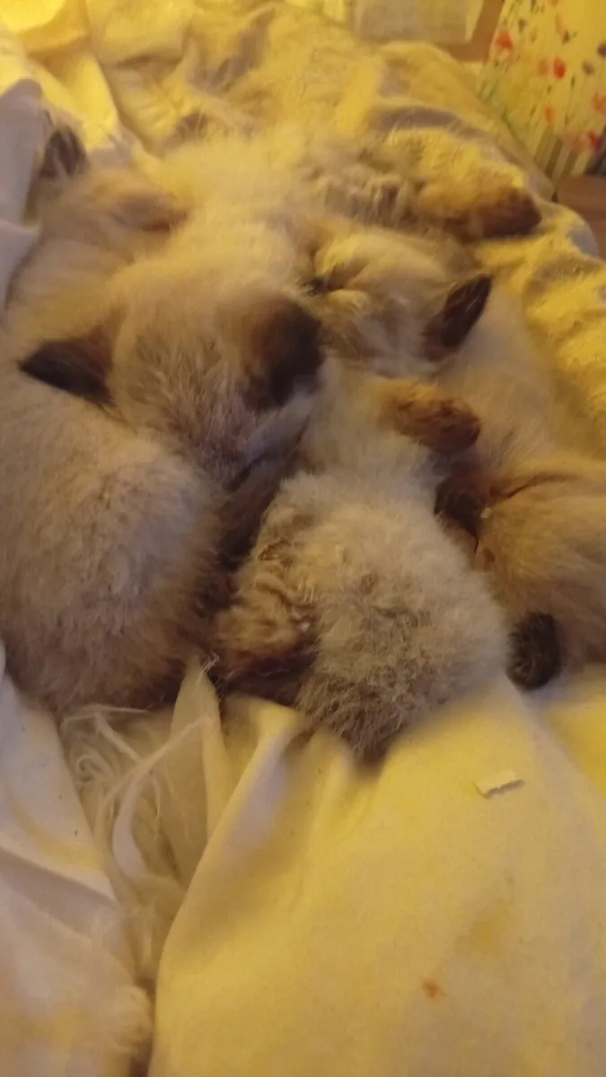 ragamese kittens - Image 2