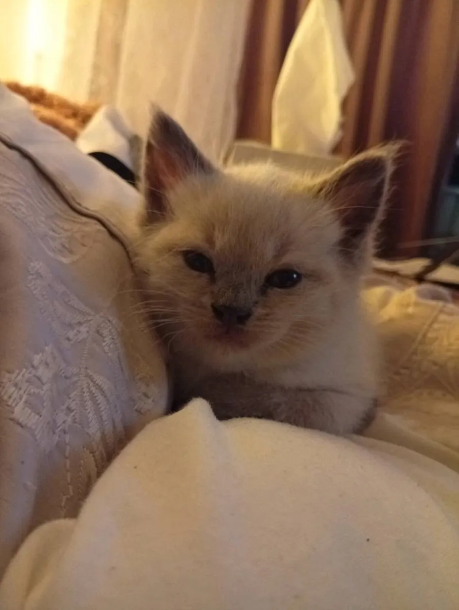 ragamese kittens - Image 1