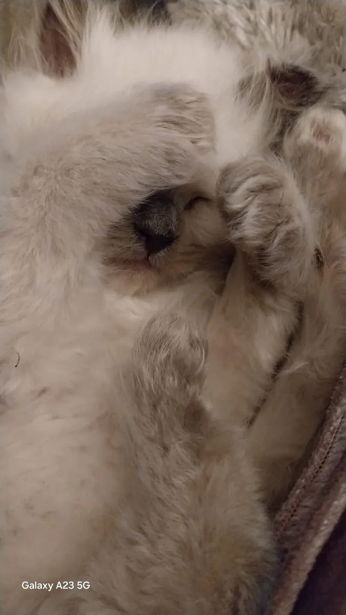ragamese kittens - Image 3