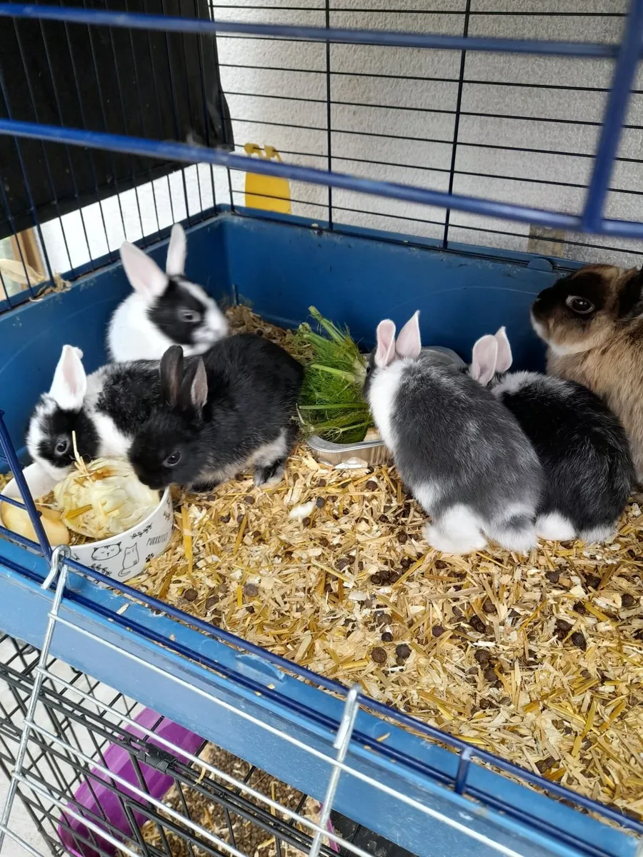 Dwarf rabbits - Image 1