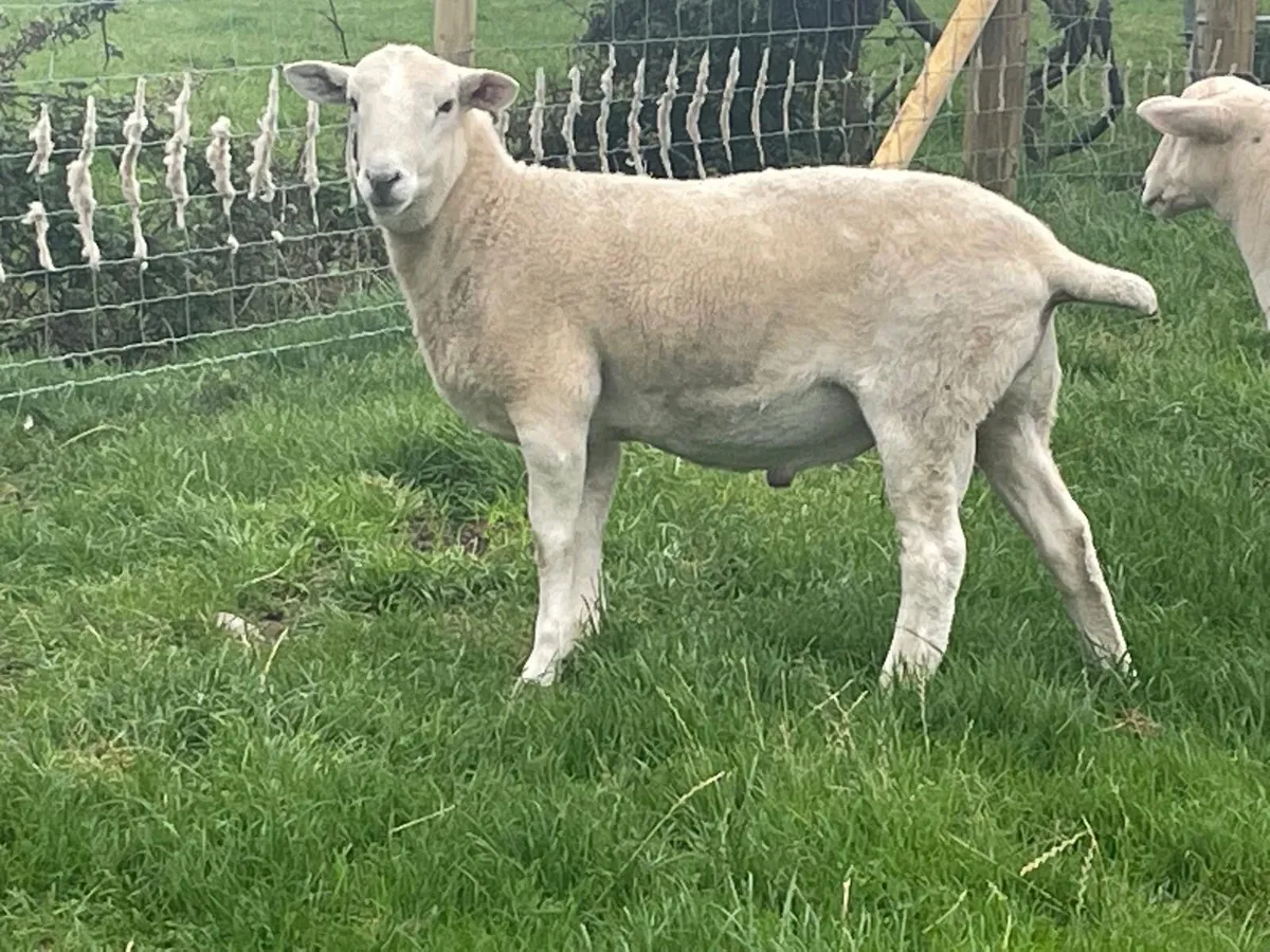 Easycare sheep - Image 2