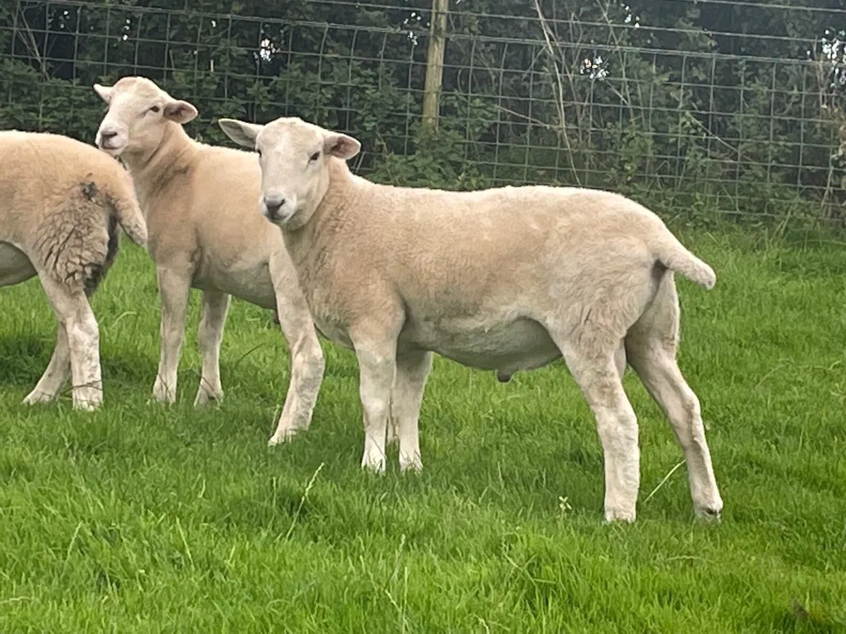 Easycare sheep - Image 4