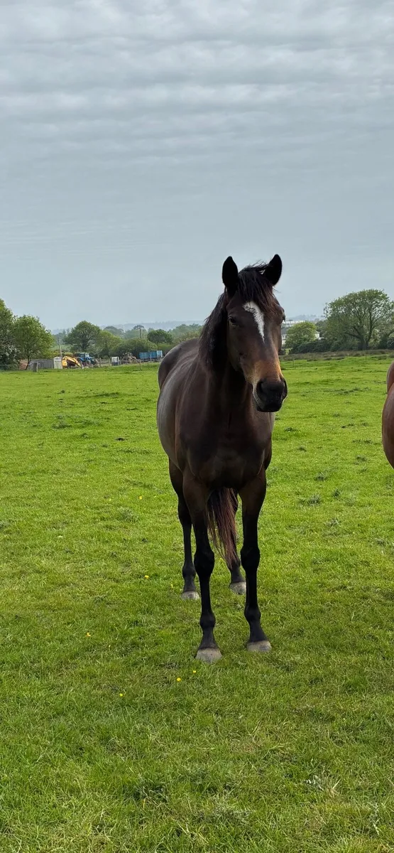 Horse - Image 2