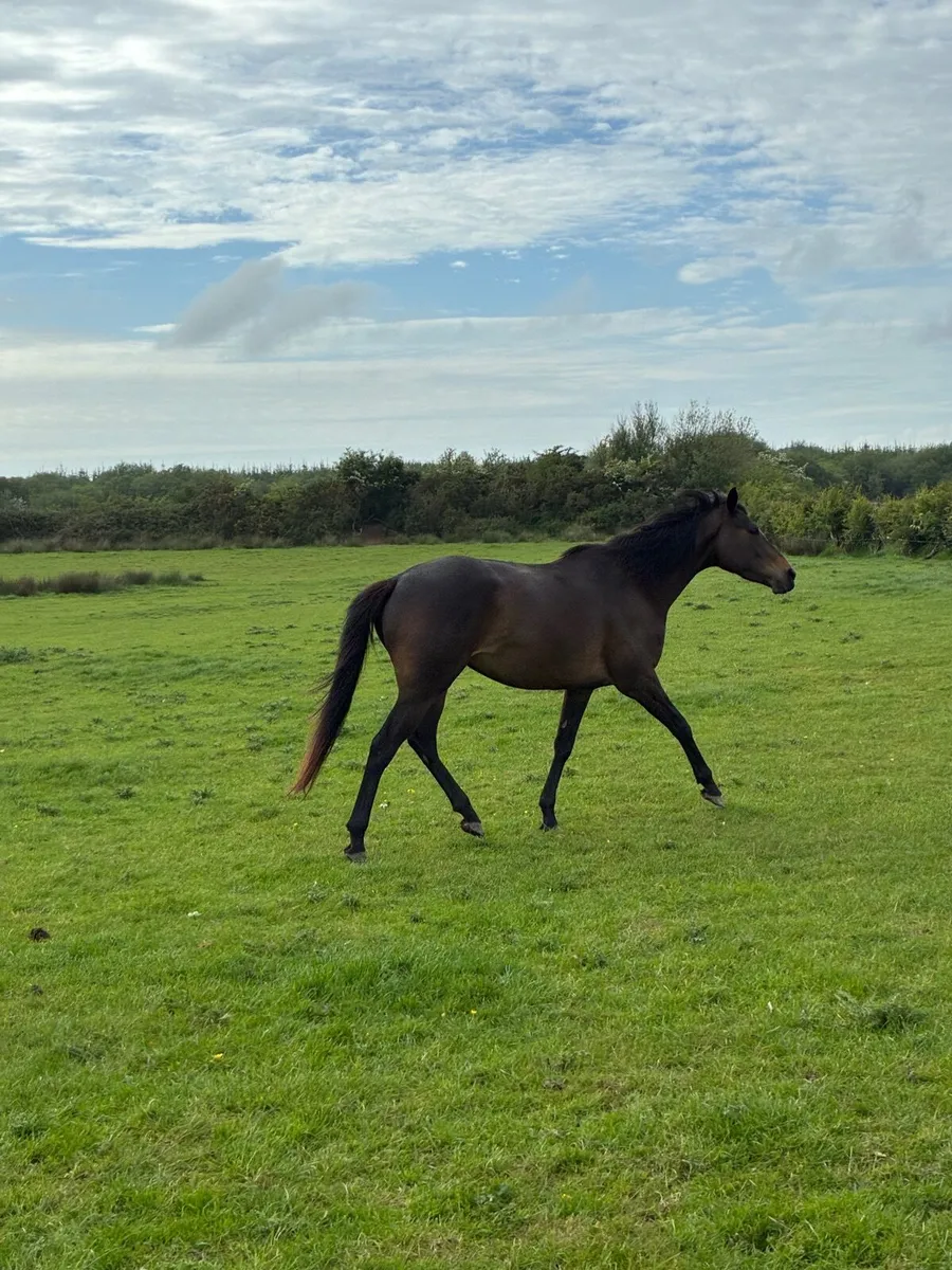 Horse - Image 3