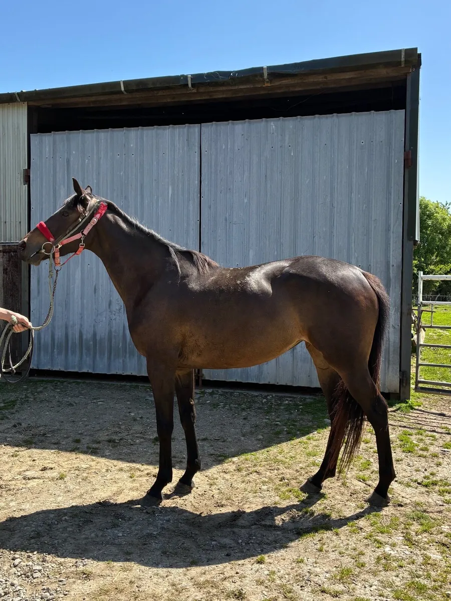Horse - Image 1