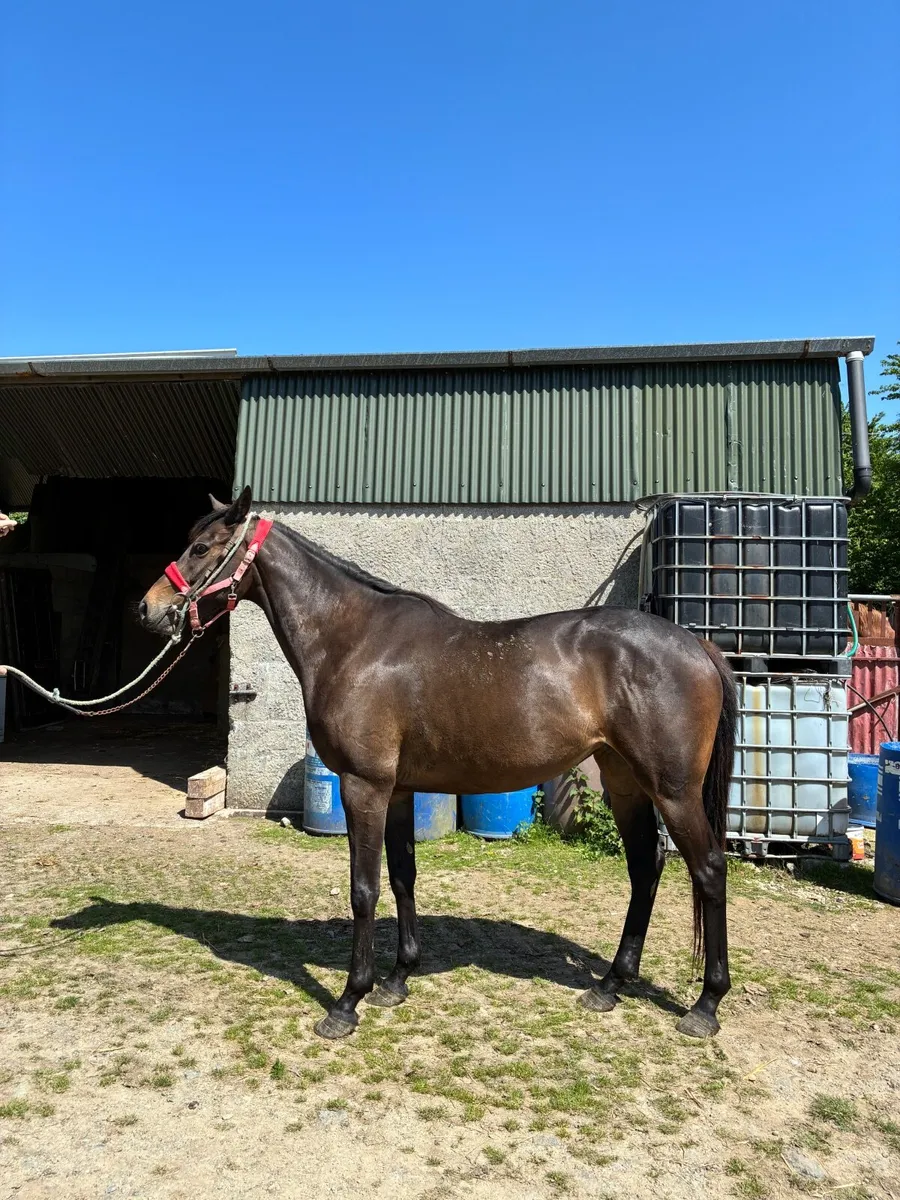 Horse - Image 4