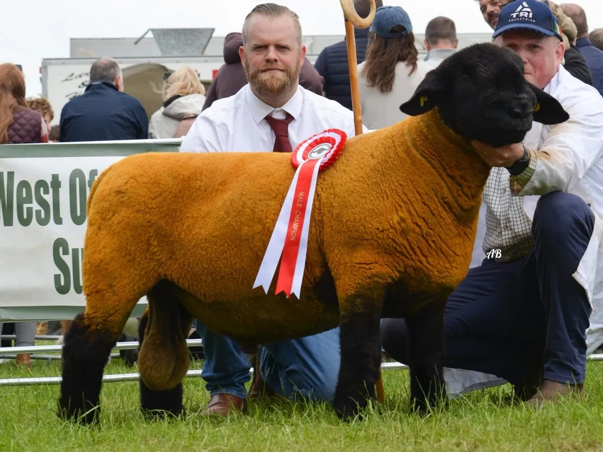 Suffolk Rams lambs - Image 3