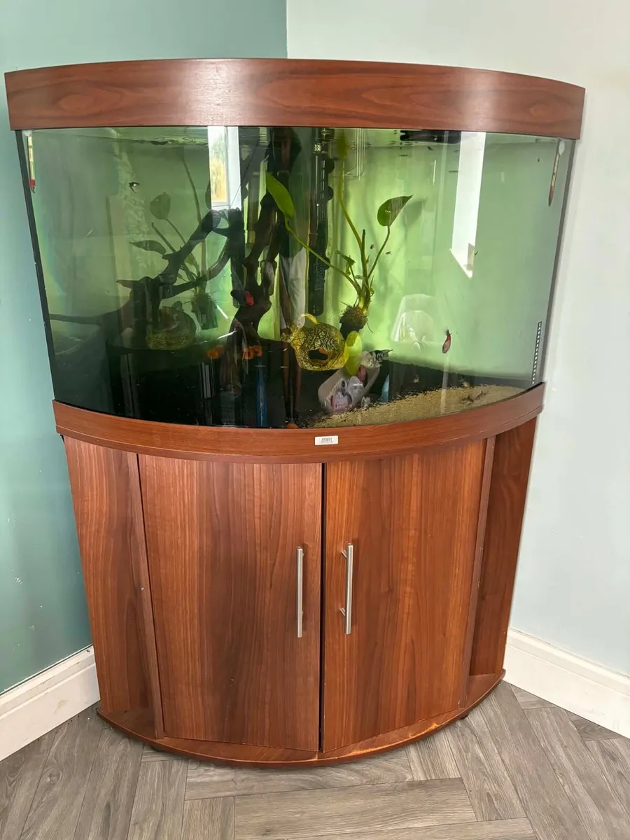 Corner Fish tank - Image 1