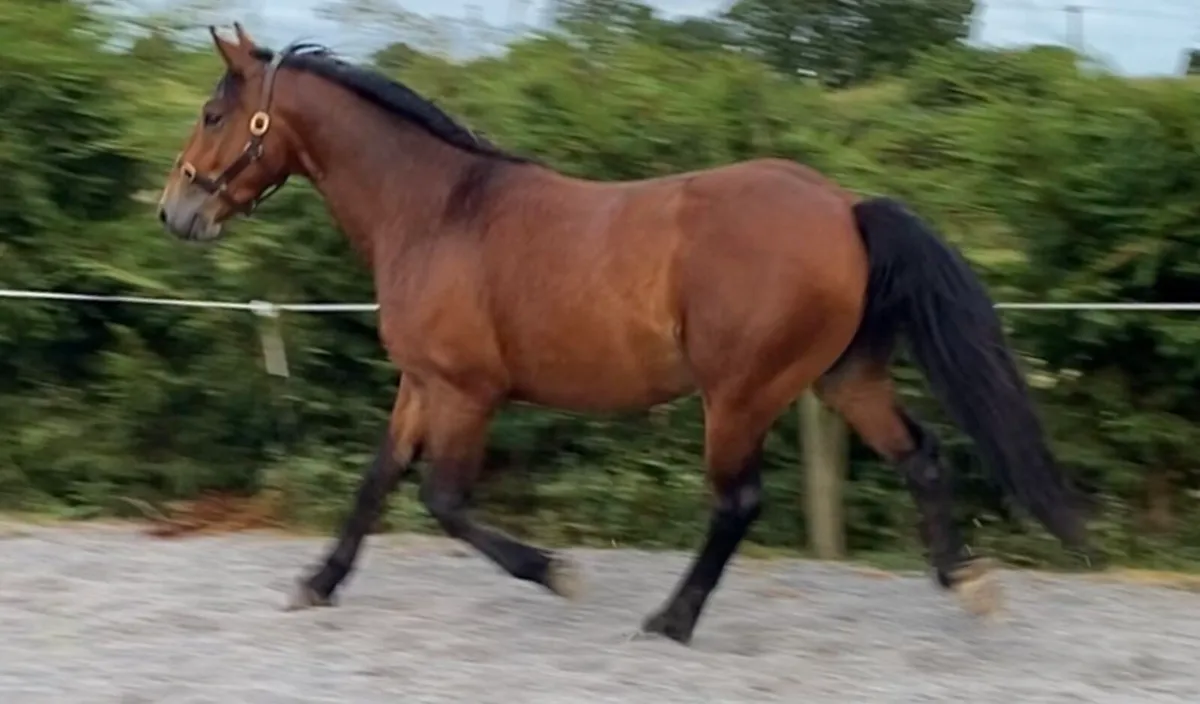 15.1 Gelding 4 years old - Image 2