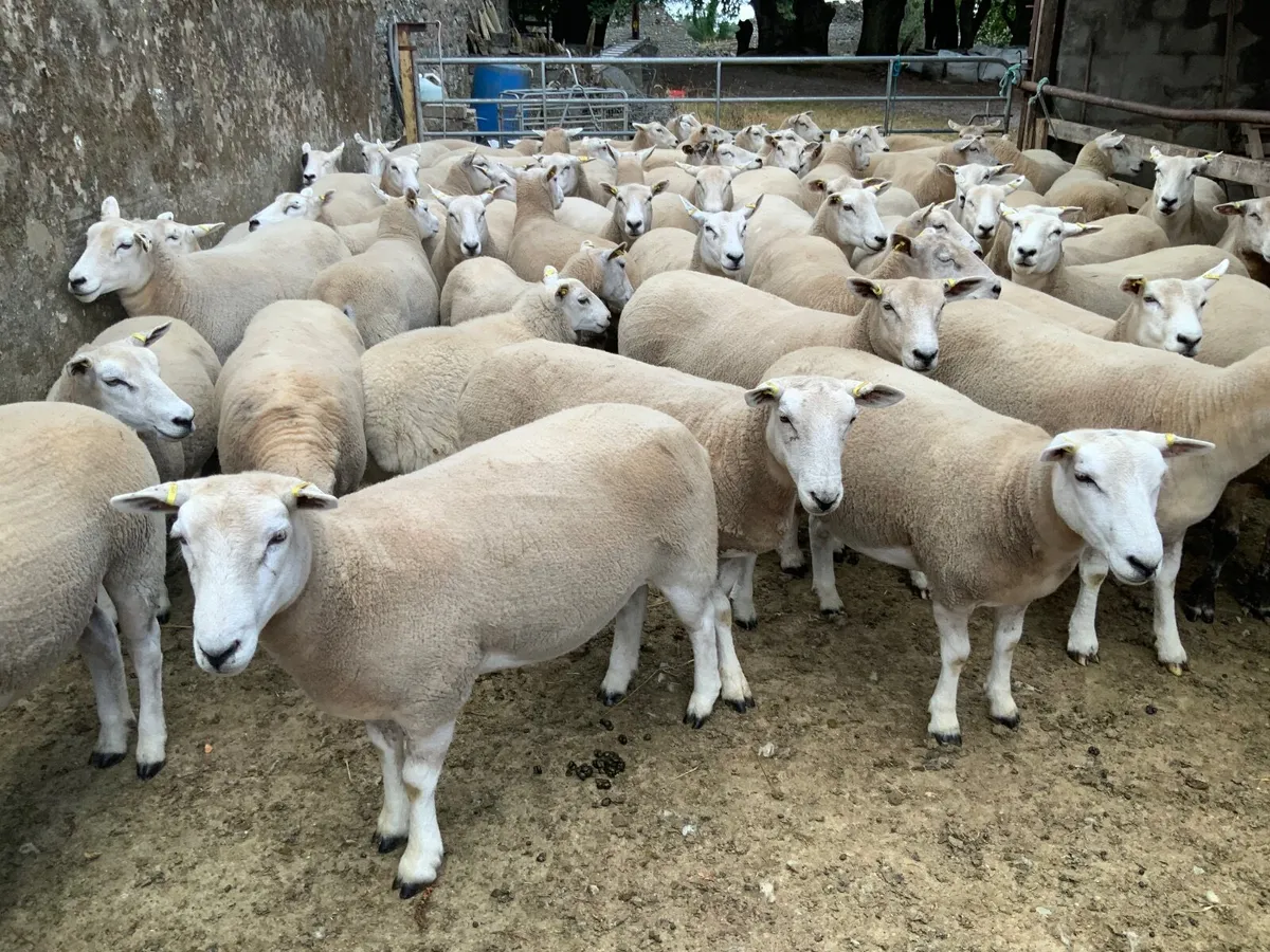 Pedigree Registered Lleyn Hogget Ewes