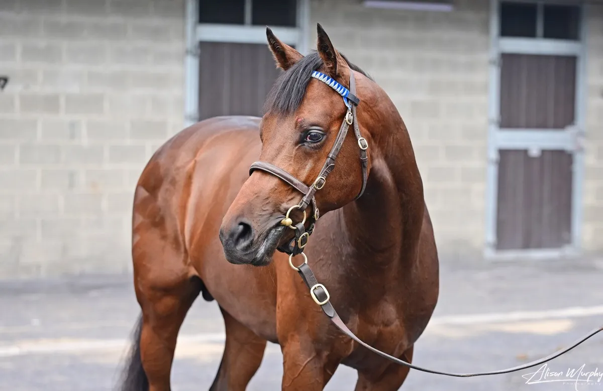 Breaking / Pre- Training/ Yearling Sales Prep - Image 1
