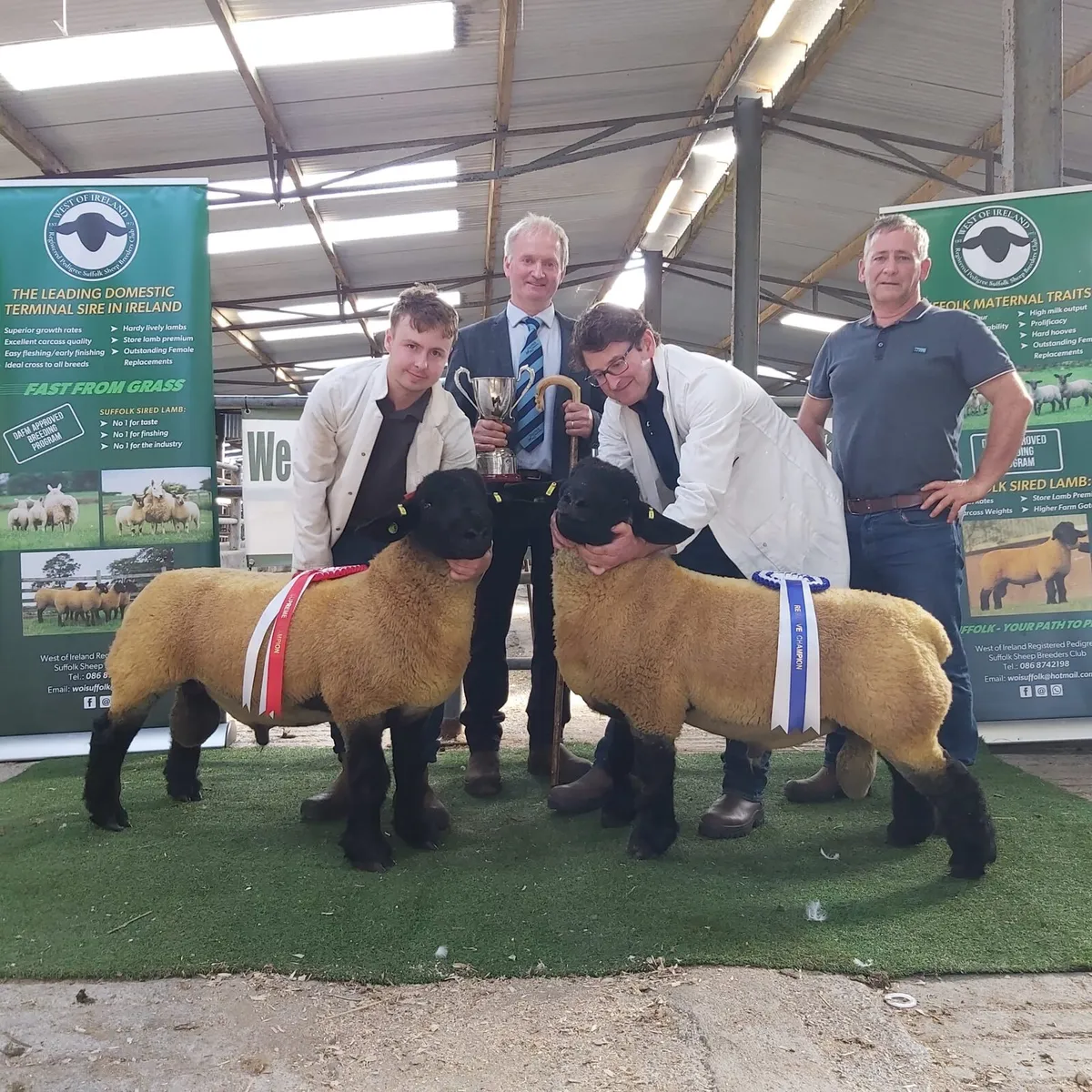 GENUINE SUFFOLK RAMS - Image 1