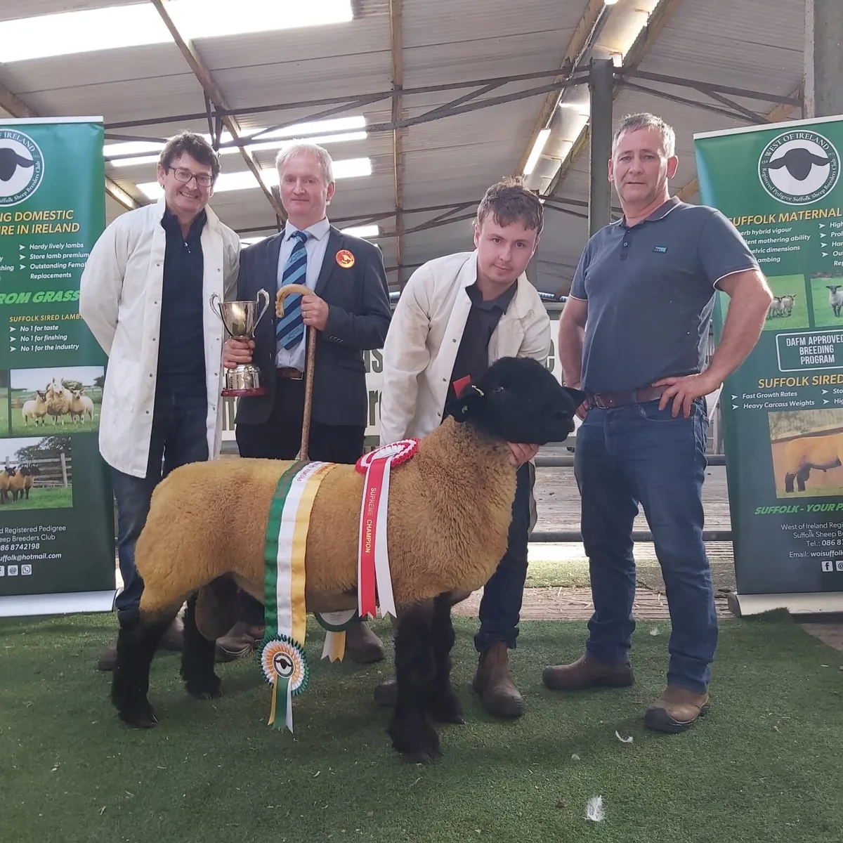 GENUINE SUFFOLK RAMS - Image 2