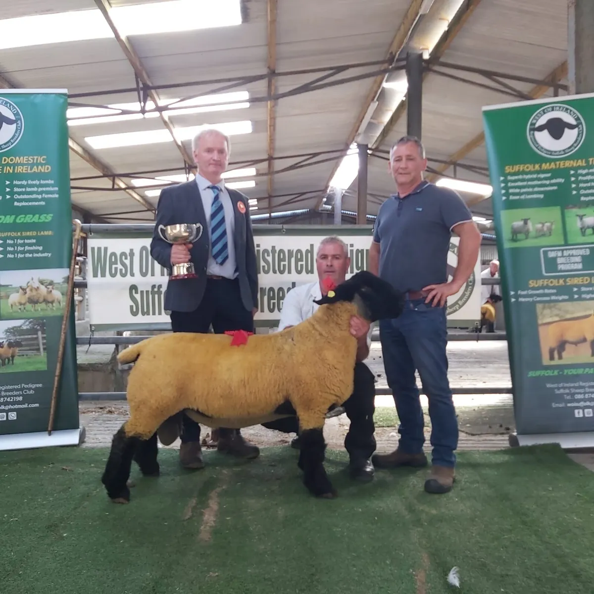 GENUINE SUFFOLK RAMS - Image 3
