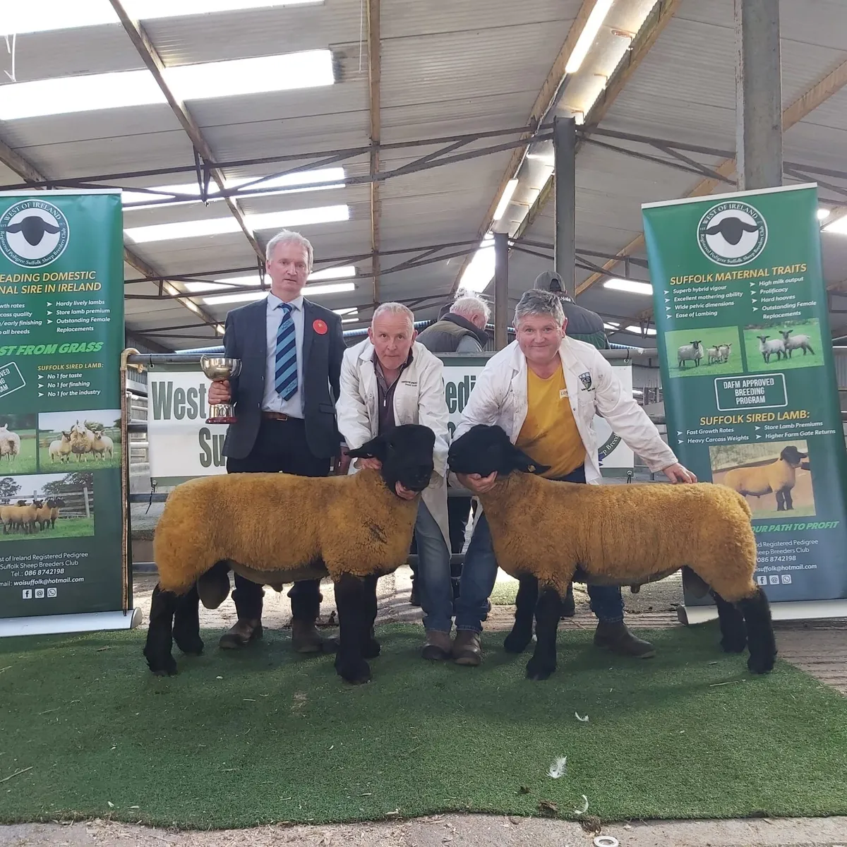 GENUINE SUFFOLK RAMS - Image 4