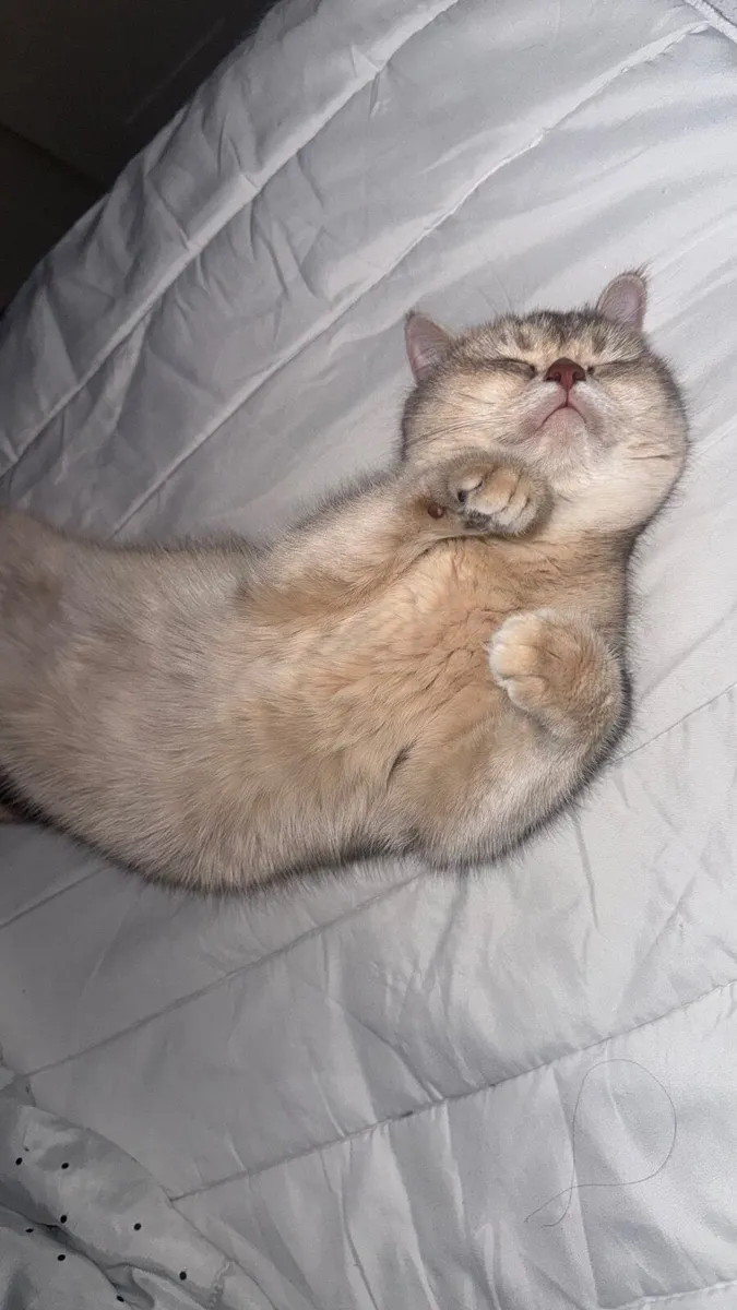 Registered British Shorthair Female – Free to a Lo - Image 2
