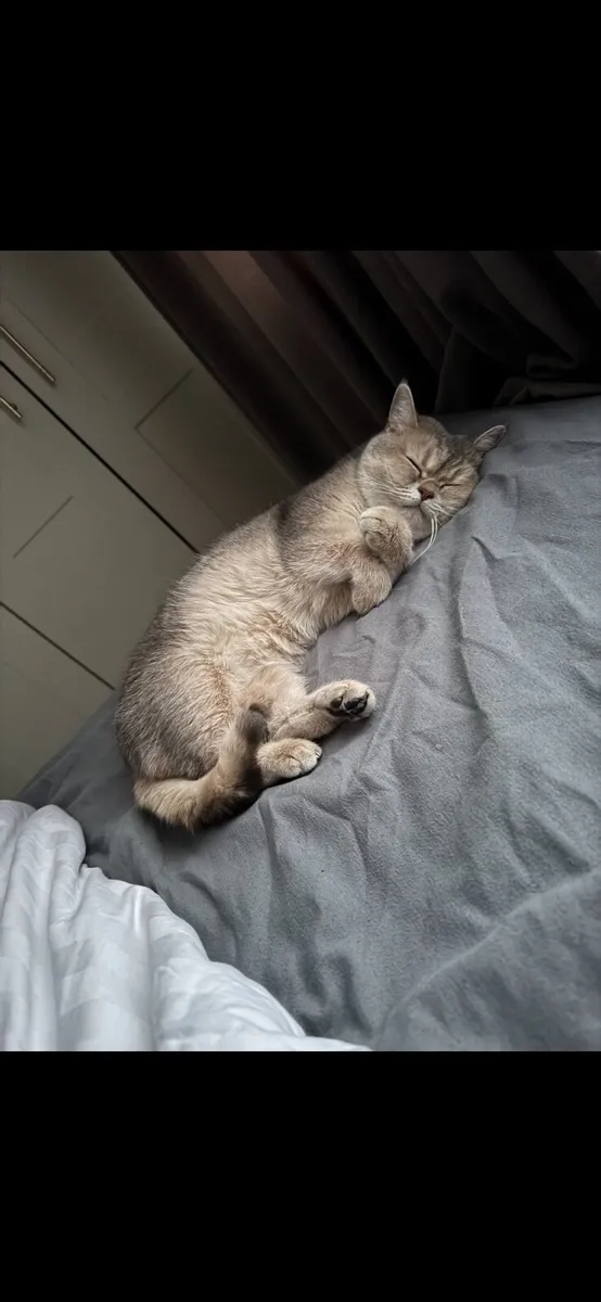 Registered British Shorthair Female – Free to a Lo - Image 3