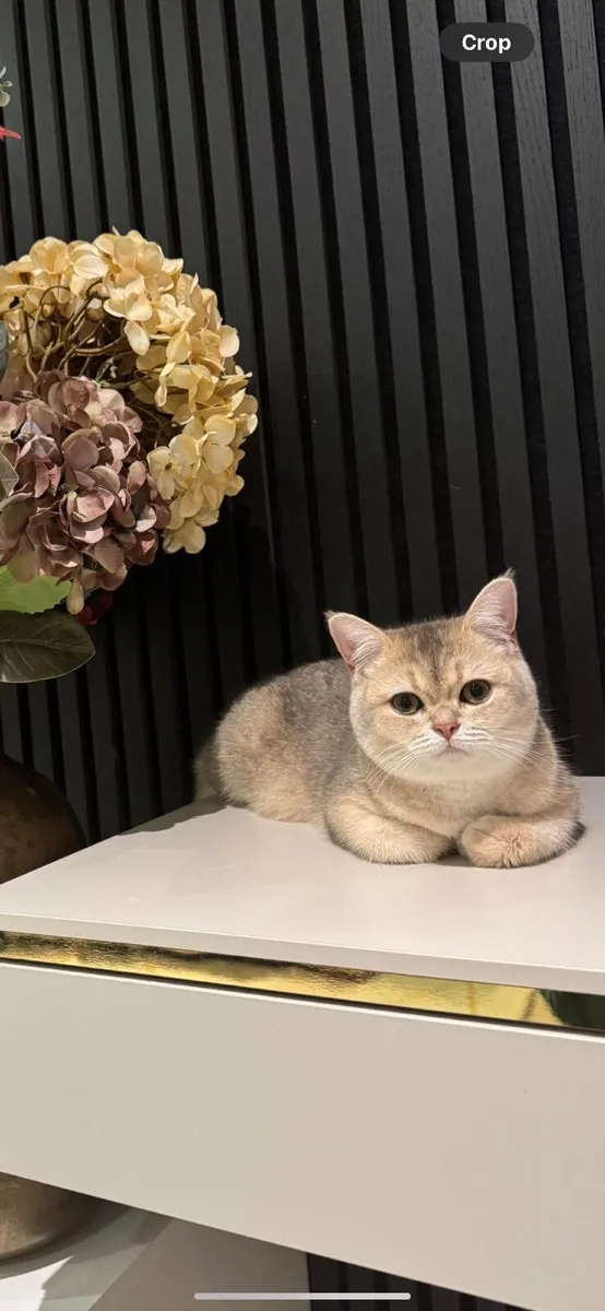 Registered British Shorthair Female – Free to a Lo - Image 4