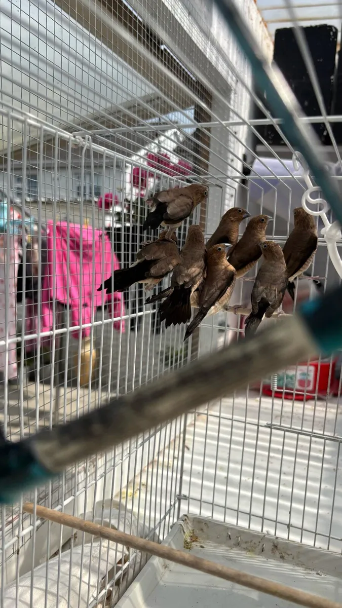 Silverbills and hex finch and weaver birds - Image 2