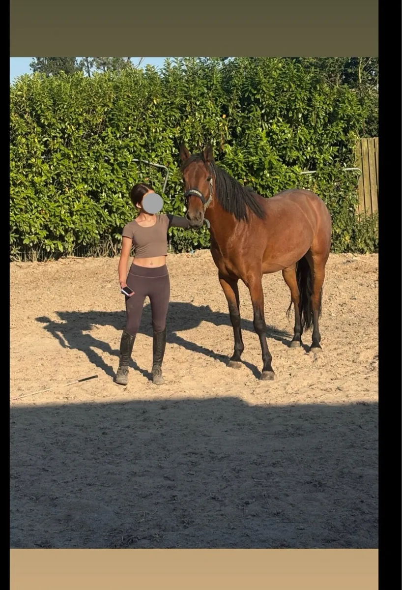 Pony - Image 4