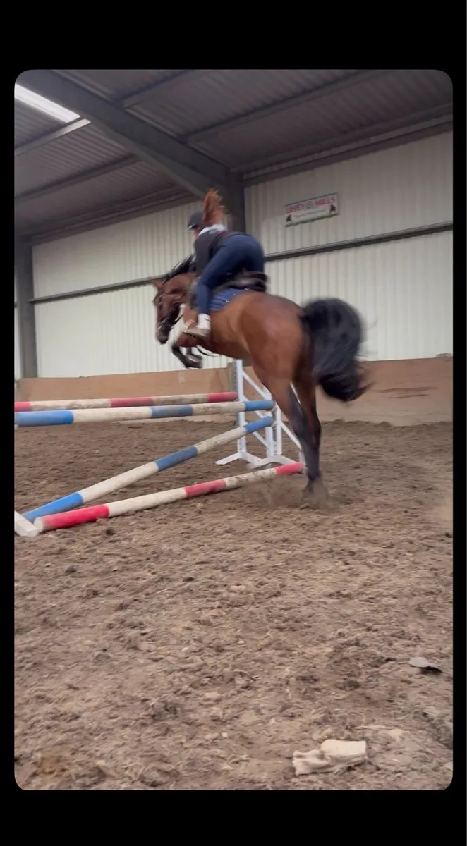 Pony - Image 1