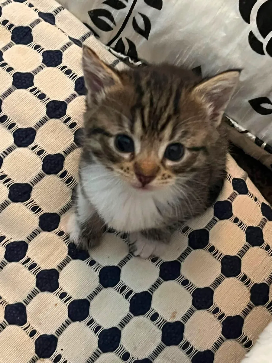 8 w old kittens looking for good home - Image 2
