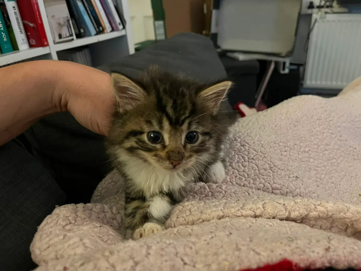 8 w old kittens looking for good home - Image 3