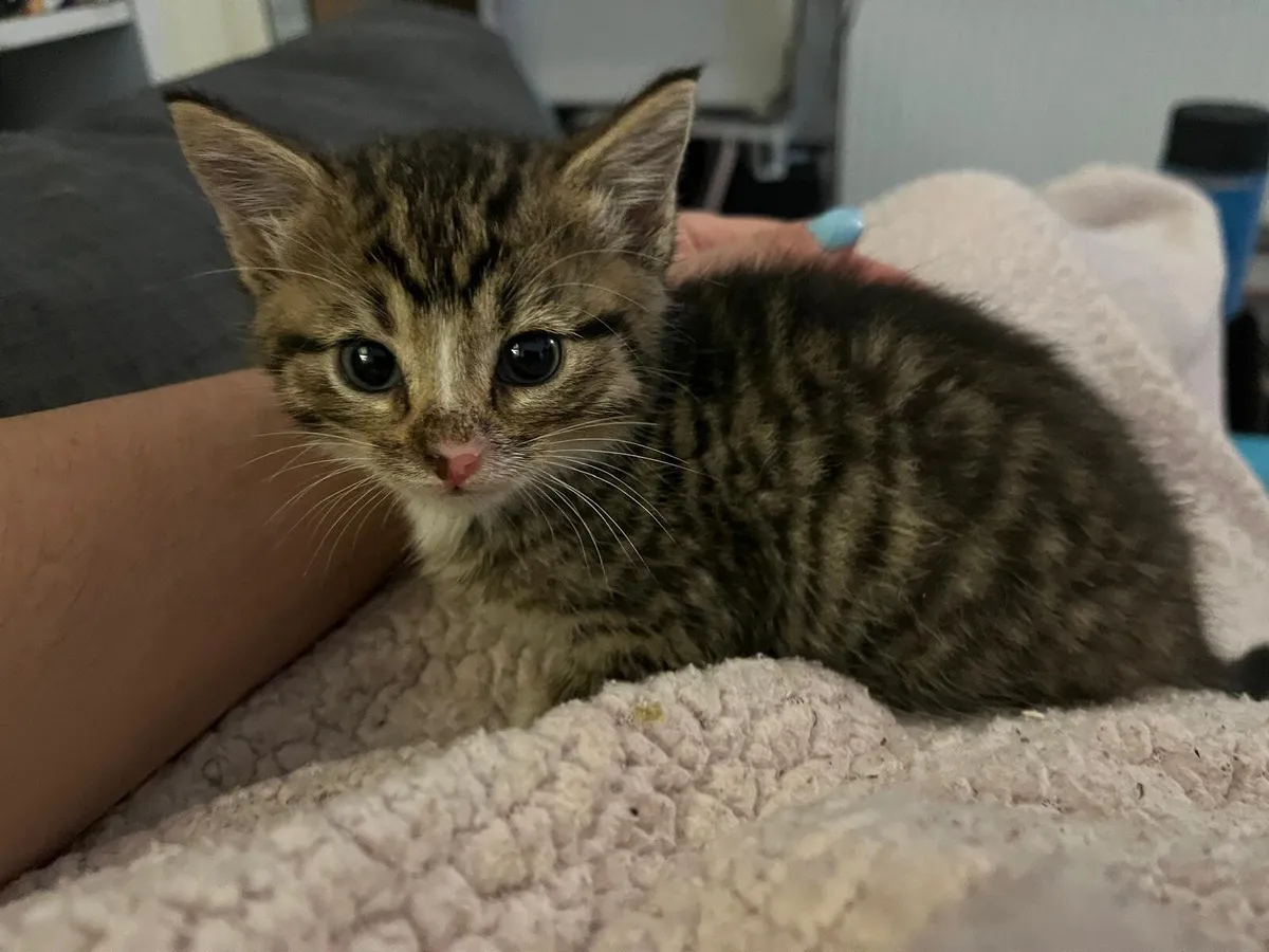 8 w old kittens looking for good home - Image 1