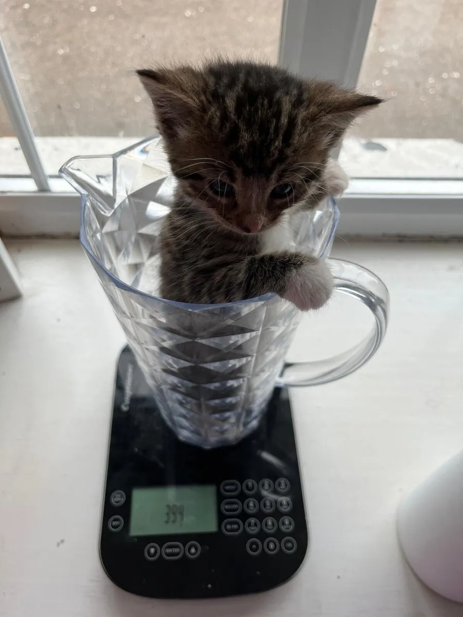 8 w old kittens looking for good home - Image 4
