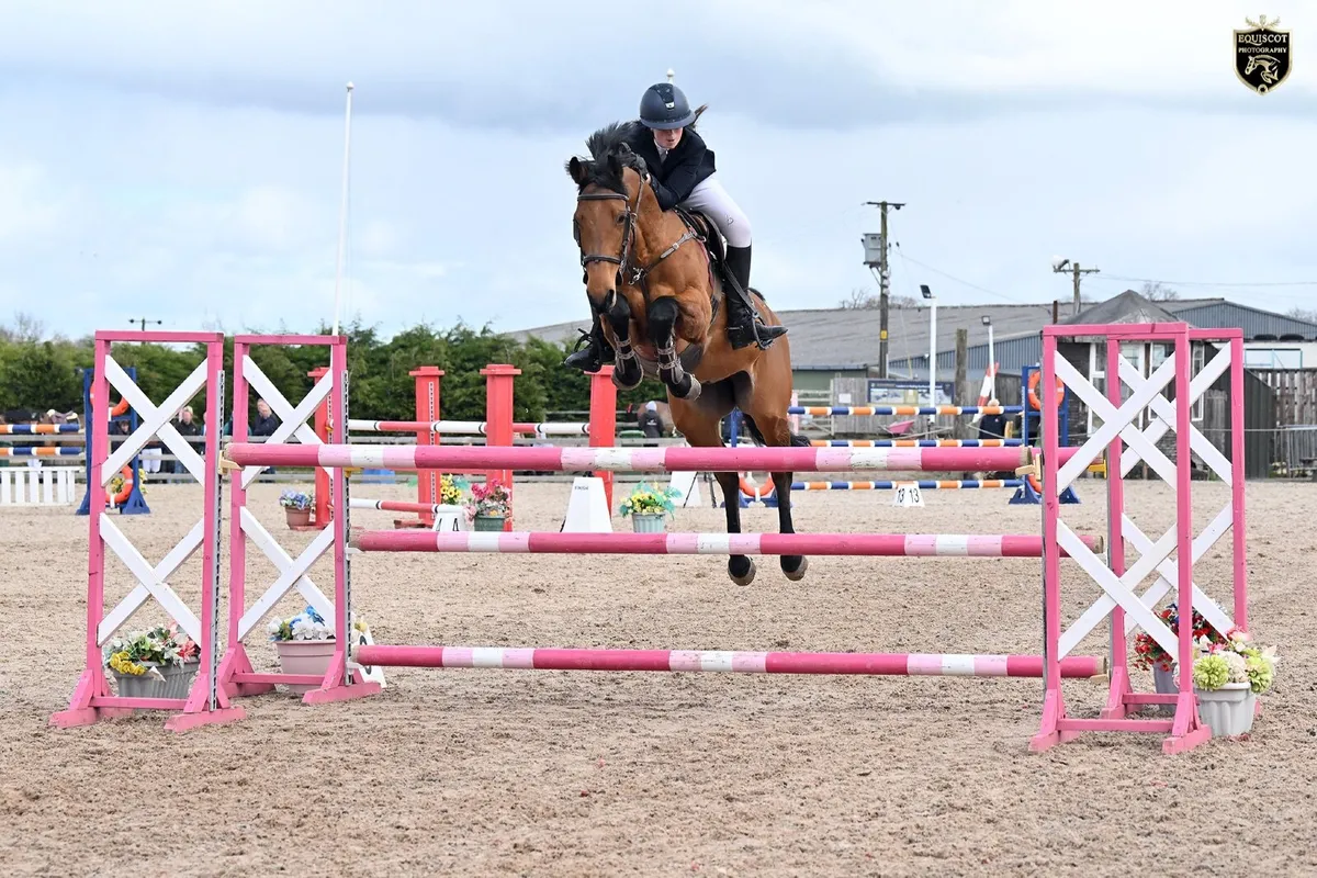 Amateur  Horse - Image 2