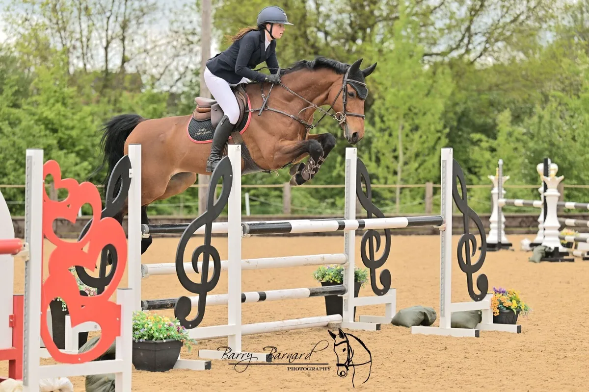Amateur  Horse - Image 1