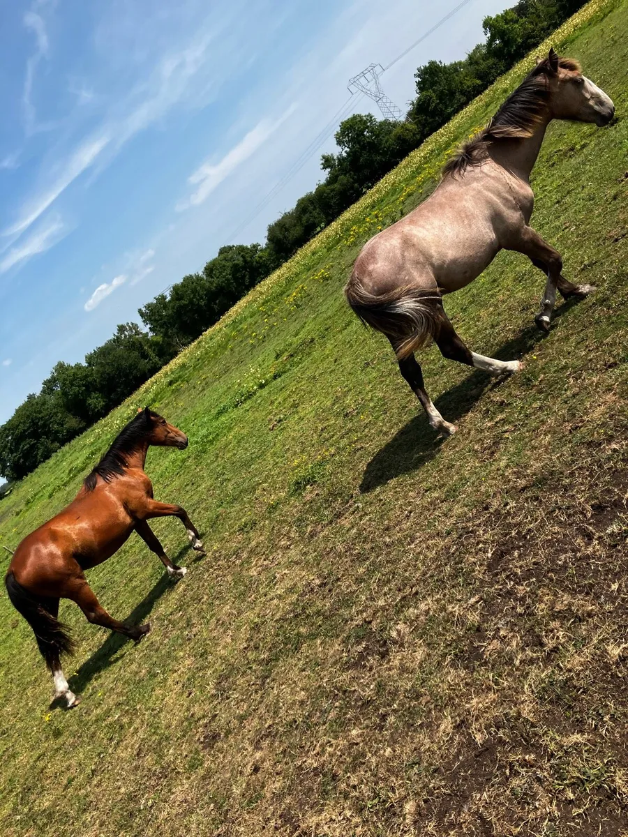 Colt and filly foals - Image 1