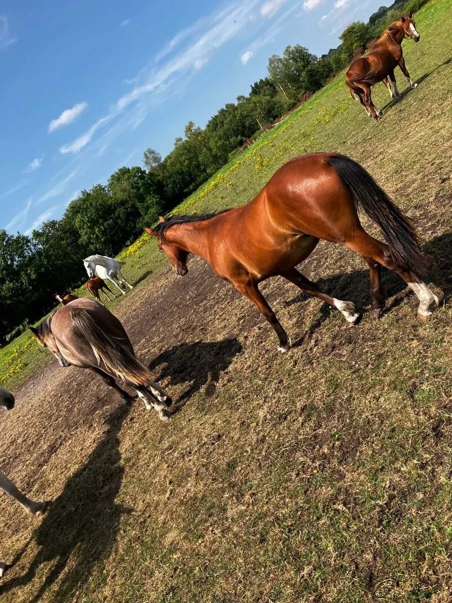 Colt and filly foals - Image 2