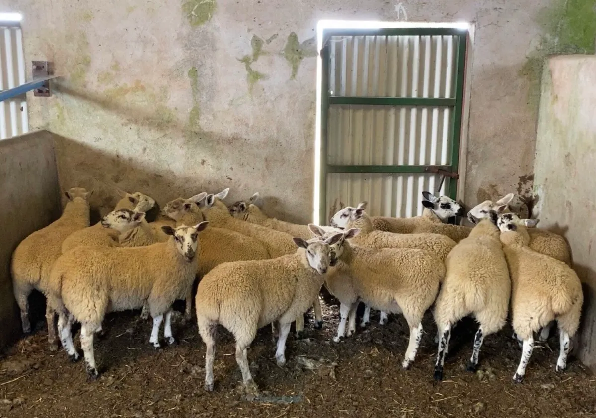 150+ Breeding ewelambs - Image 1