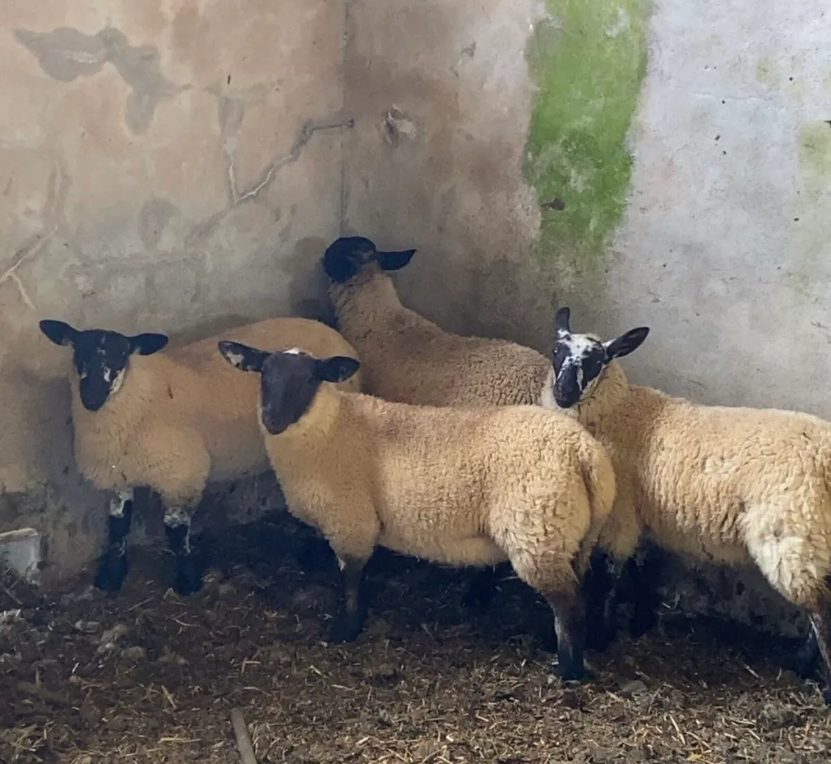 150+ Breeding ewelambs - Image 2