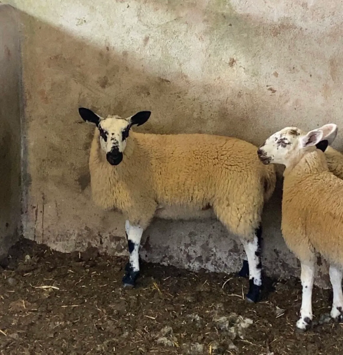 150+ Breeding ewelambs - Image 4