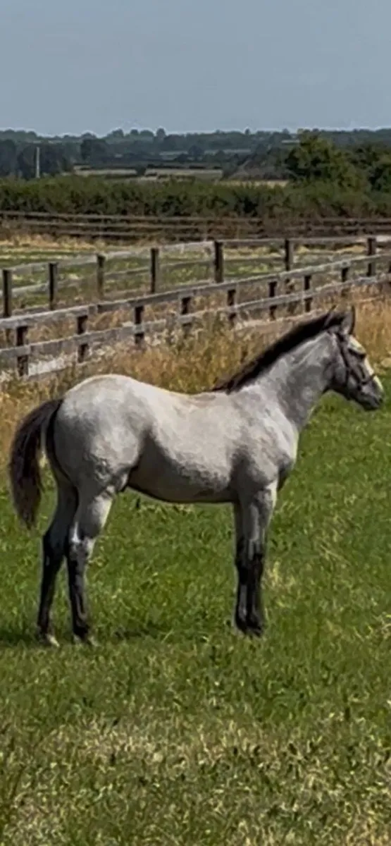 Fabulous Connie X Colt Foal For Sale