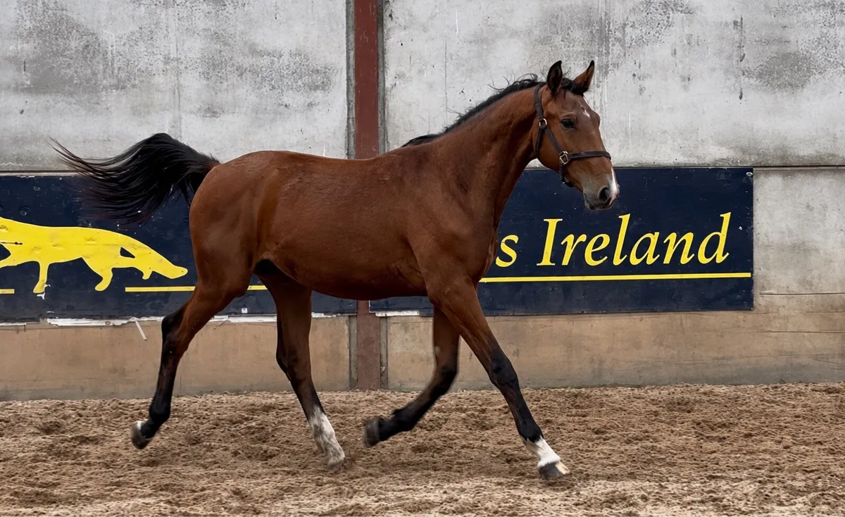 Gelding by Madgeslane Luidam - Image 1