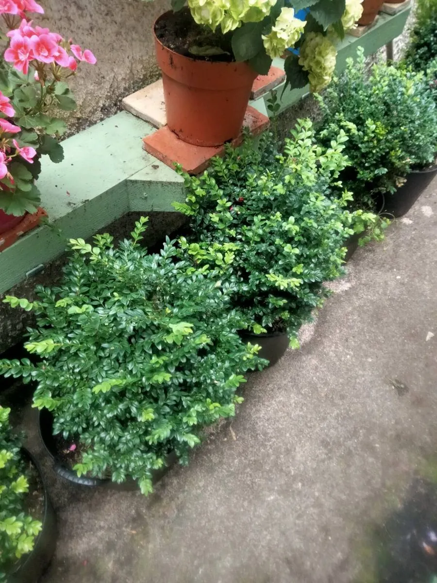 Garden - Image 1