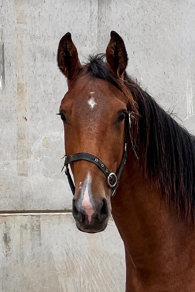 Gelding by Madgeslane Luidam - Image 4