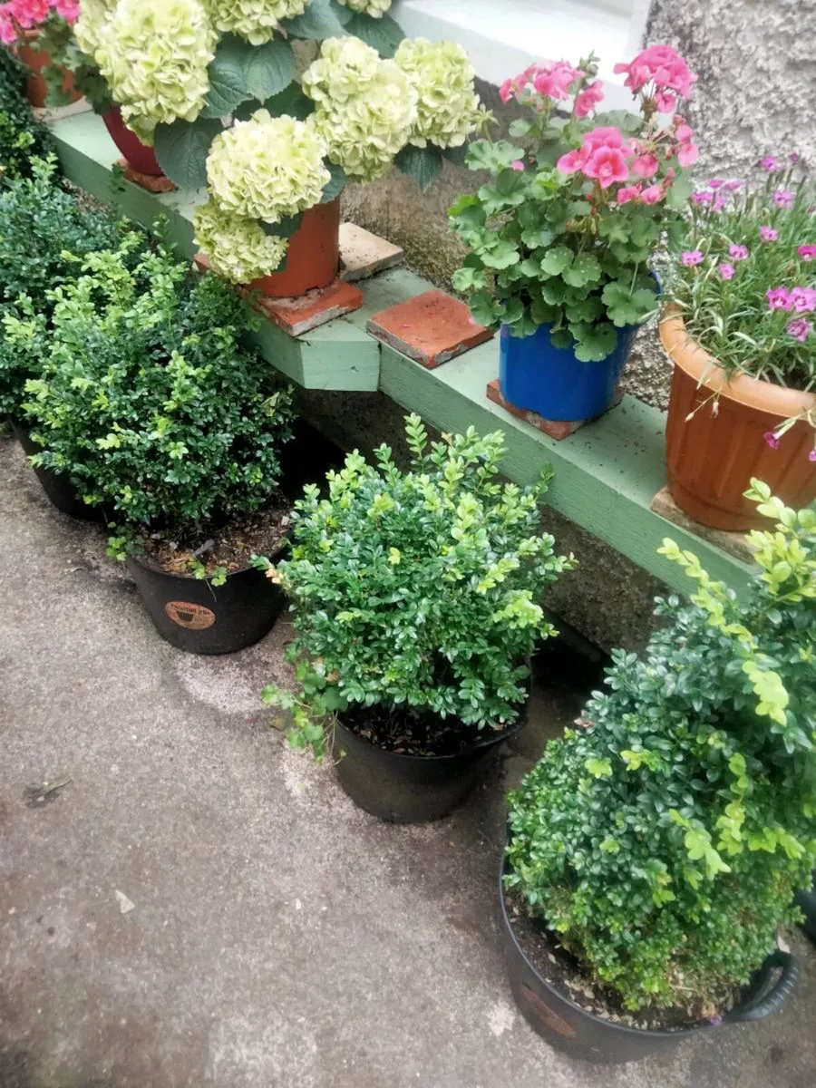 Garden - Image 2