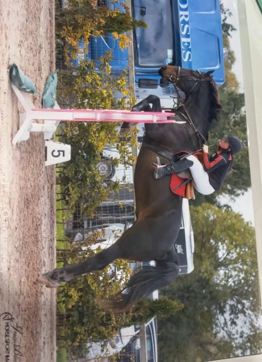 Horse - Image 3
